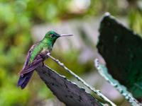 Grünschillernder Kolibri mit auberginfarbenen Flügeln